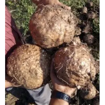 Fresh Elephant Yam 